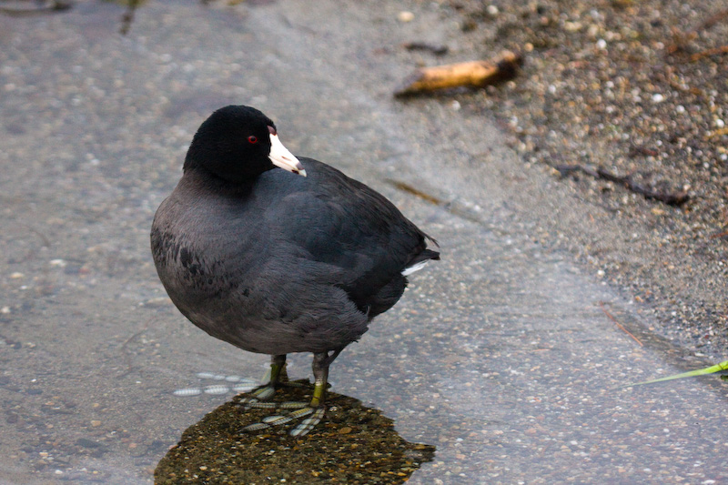 American Coot